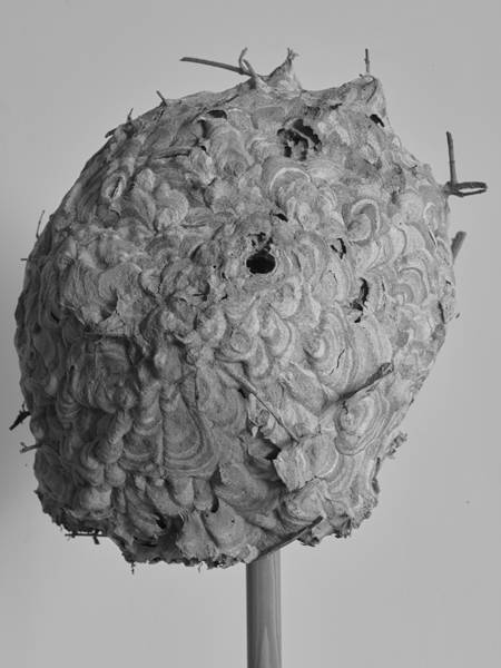 정희승, '텐더 버튼스의 '무제' ('Untitled' from Tender Buttons)'. 아카이벌 피그먼트 프린트. 2016. (사진 = 케이크 갤러리)