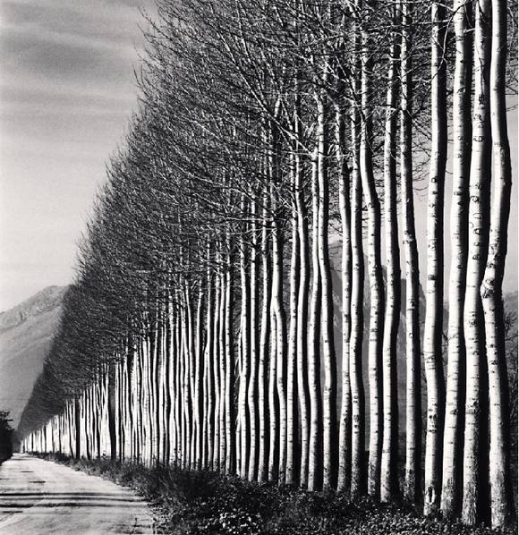 마이클 케나, ‘Poplar Trees, Fucino, Abruzzo, Italy. (포플러 나무, 이탈리아, 아부르초 주, 푸치노)’. 2016. ⓒ마이클 케나, 공근혜갤러리