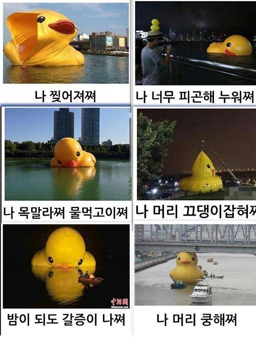 러버덕 관련 패러디가 온라인상 인기를 끌었다.(사진=온라인 커뮤니티)